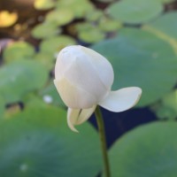 Nelumbonaceae